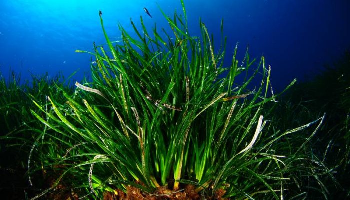 posidonia foto 02